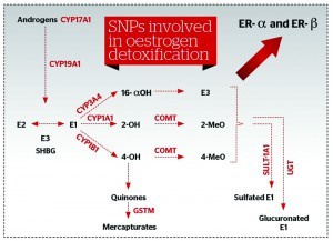 Figure 4 Oestrogen detoxification and SNPs involved
