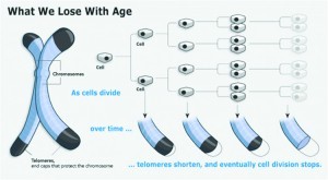 Telomere Chart