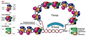 Figure 2. The structure of a telomere ­— a telomere in a T-loop conformation with short D-loop. 3´OH end of telomere is specifically recognised by telomerase. Telomeres are associated with telomere binding proteins and DNA repair proteins