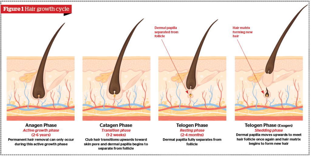 Growth Factors and Stem Cells to solve Hair Loss and Hair Thinning | PRIME  Journal